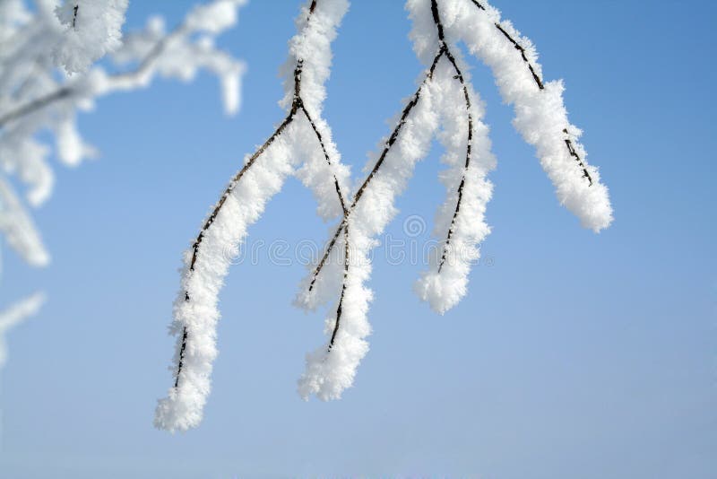 Tree in snow