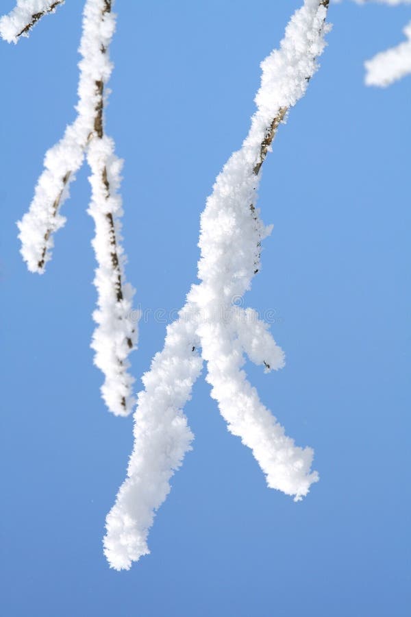 Tree in snow