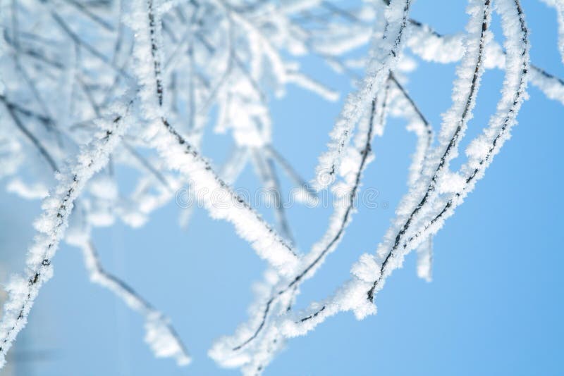 Tree in snow