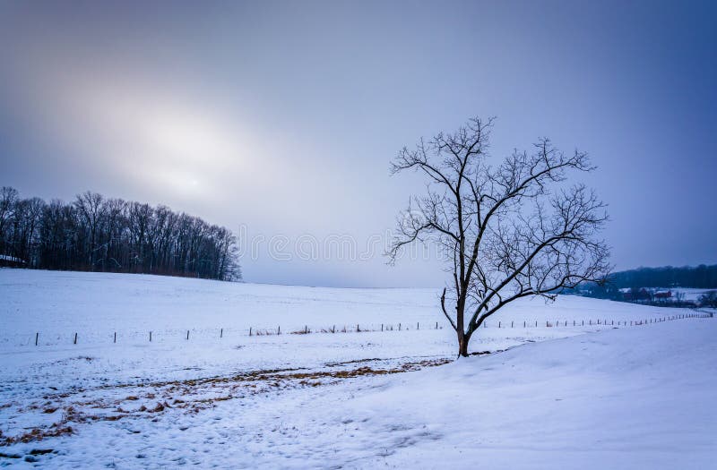 Tree on a snow covered farm field in rural York County, Pennsylvania.