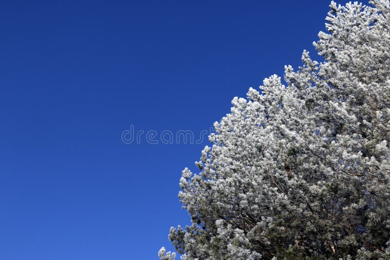 Tree and snow in a winter day