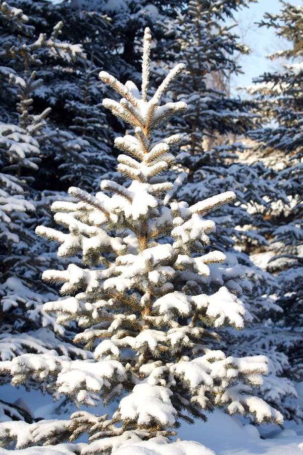 Tree snow winter wood