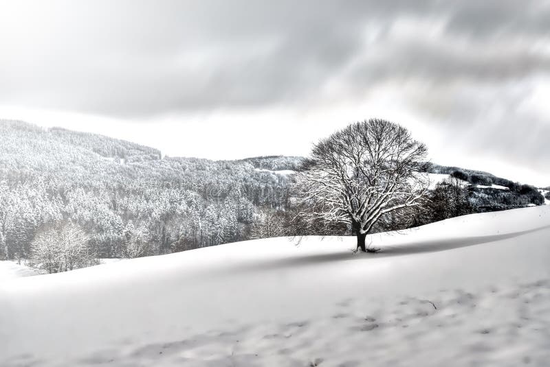 Solitario un árbol en nevado.