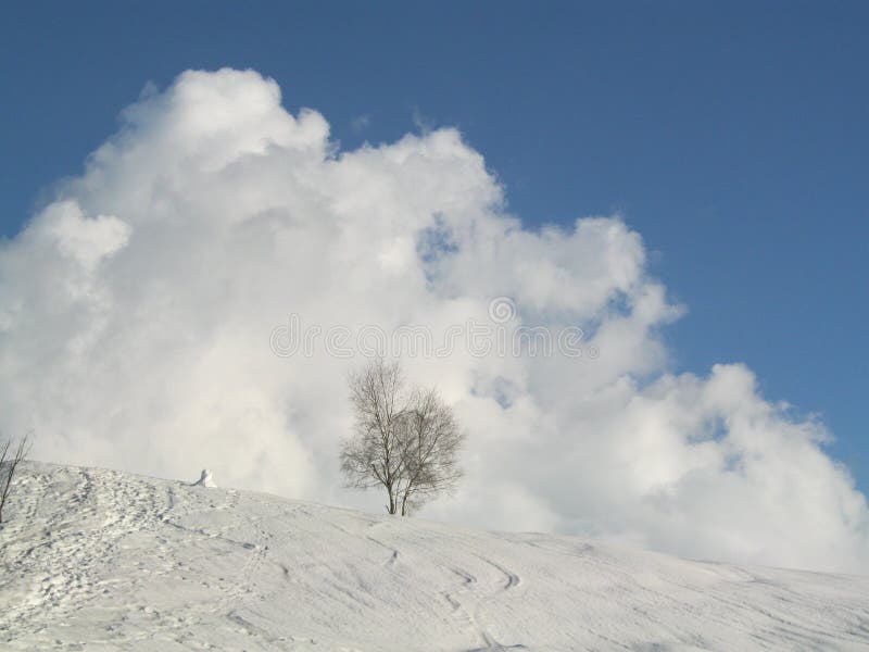 Tree in snowy Winter landscape