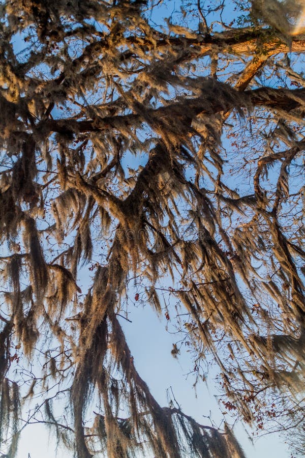 Tree with Spanish Moss in Protected Area Miraflor, Nicarag Stock Photo