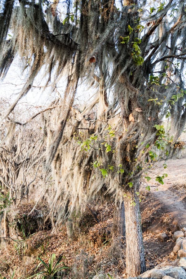 Tree with Spanish Moss in Protected Area Miraflor, Nicarag Stock Image Image of architecture