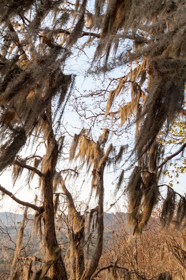 Tree with Spanish Moss in Protected Area Miraflor, Nicarag Stock Photo