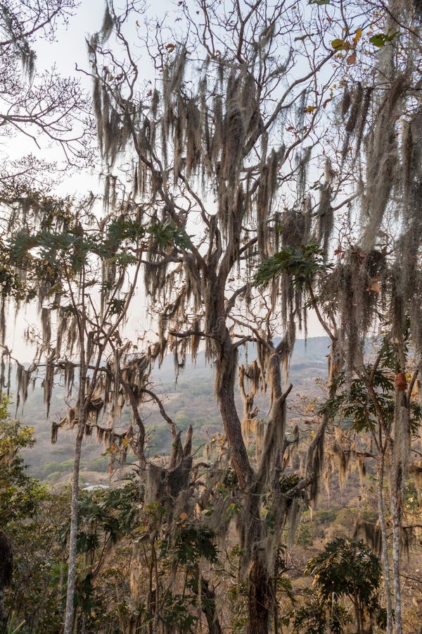Tree with Spanish Moss in Protected Area Miraflor, Nicarag Stock Image