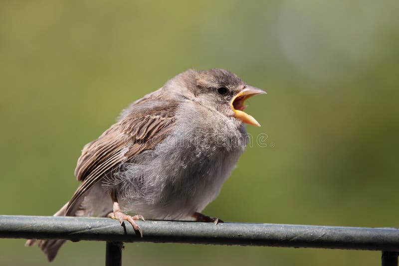 Tree sparrow