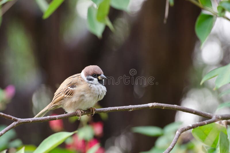 Tree sparrow