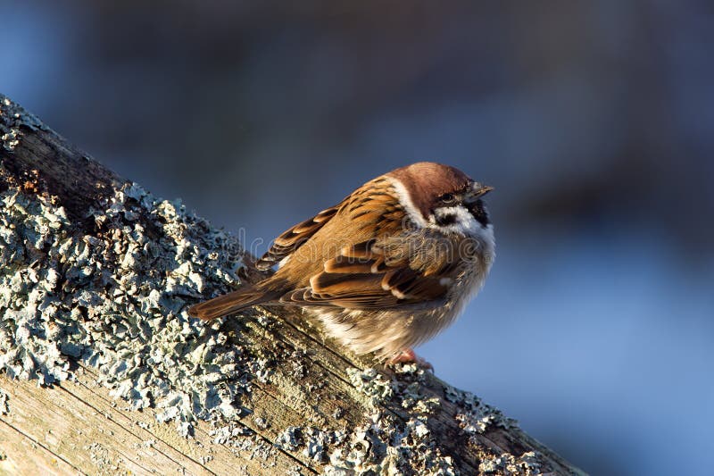 Tree Sparrow (Passer montanus) enjoy the sunshine.