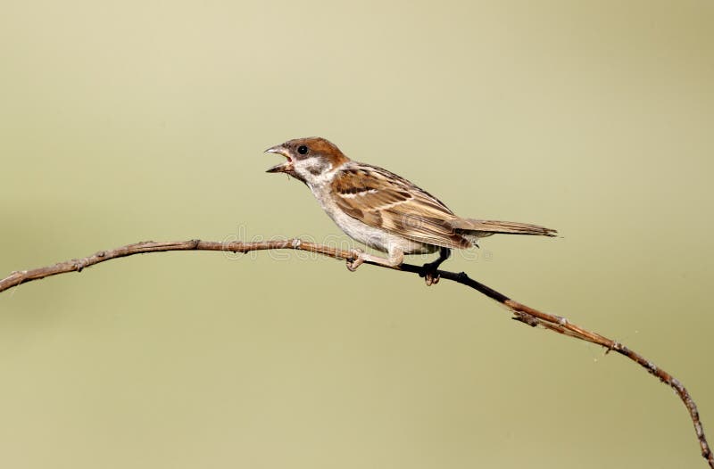 Tree sparrow, Passer montanus