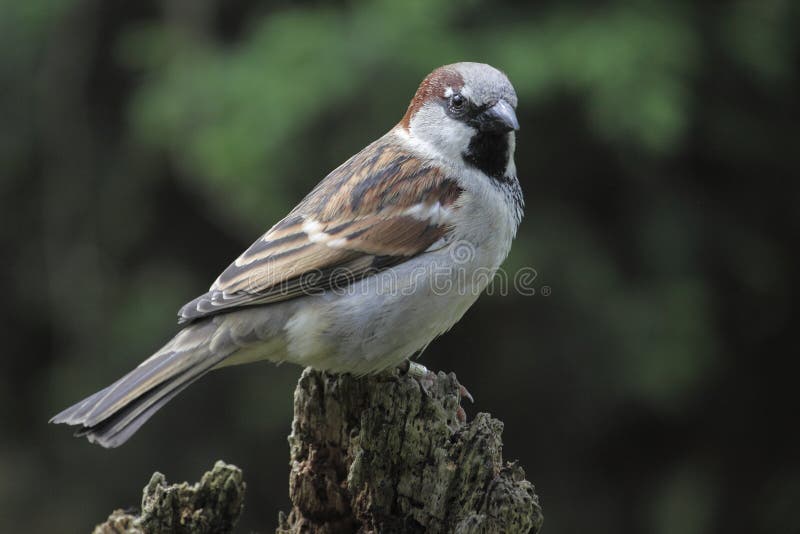 Tree Sparrow on the stub