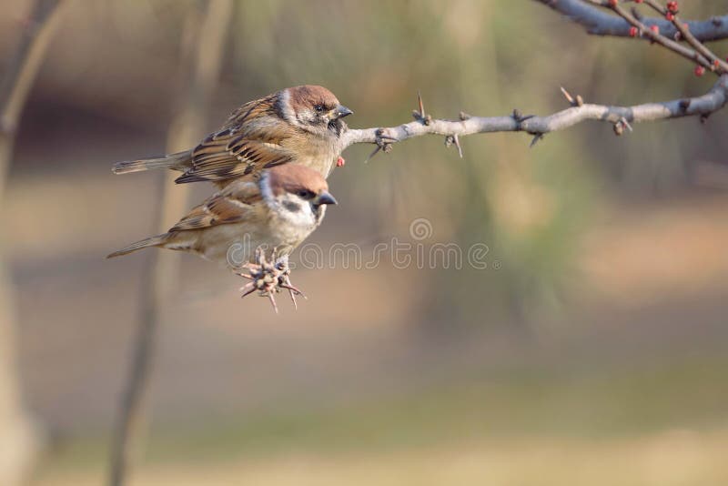 Tree Sparrow