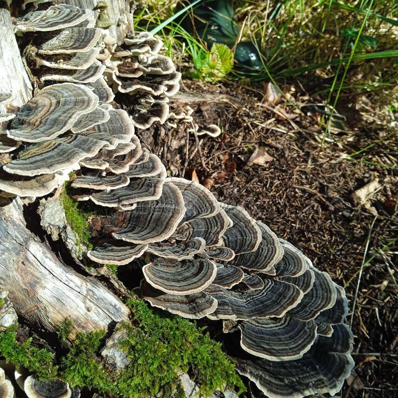 Tree Sponge Growing on an Old Stump Stock Photo Image of grow, plants