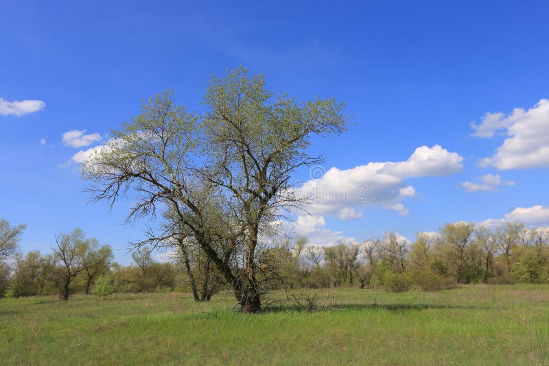 Tree on spring meadow in steppe stock images
