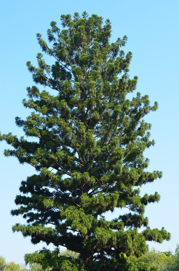 Tree Spruce Fir Christmas Deciduous Evergreen Tall Stock Photo Image