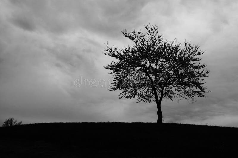 Tree Cloud Storm