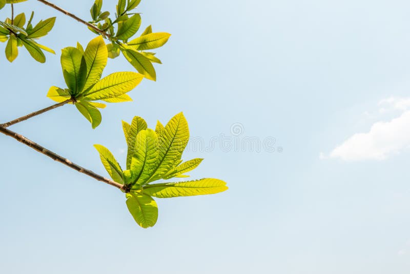 Tree stick against blue sky royalty free stock photography