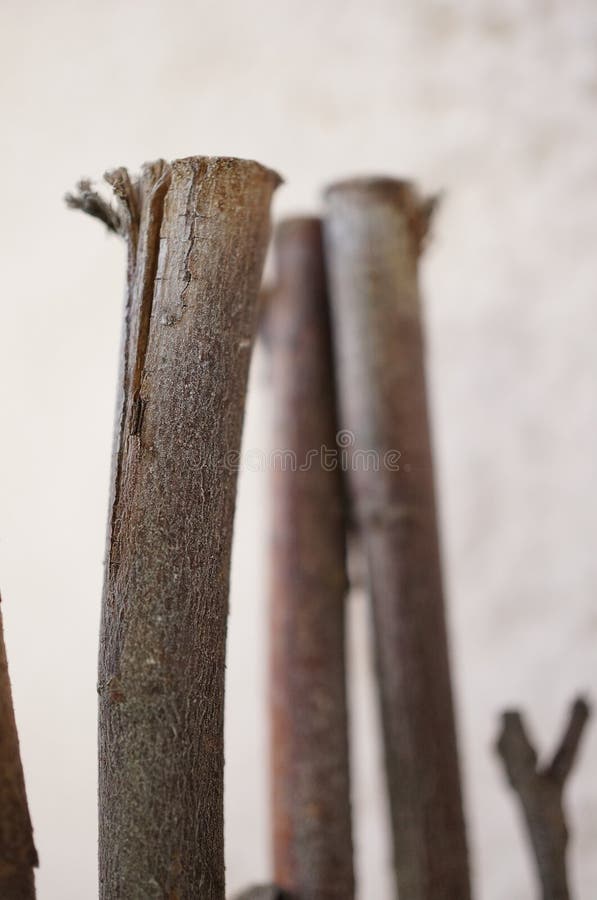 Tree stick royalty free stock photos