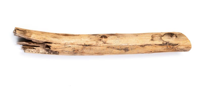 Tree stick isolated royalty free stock image