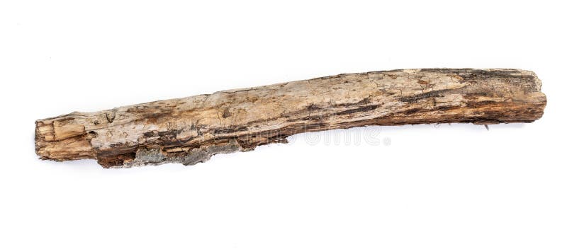 Tree stick isolated stock photo
