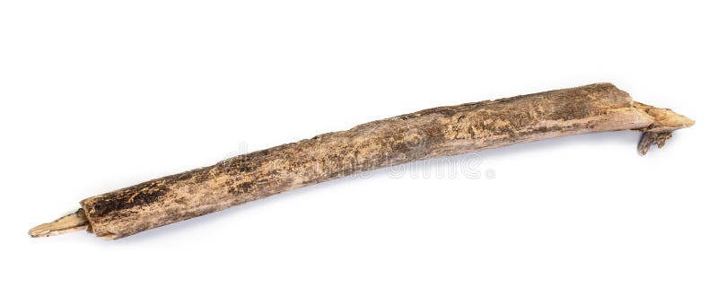 Tree stick isolated royalty free stock photography