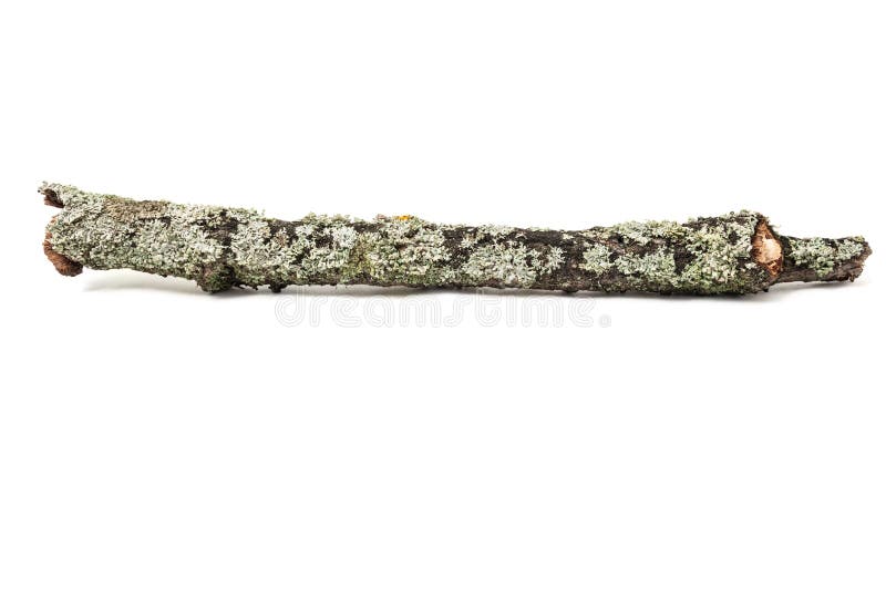 Tree stick with moss royalty free stock photo