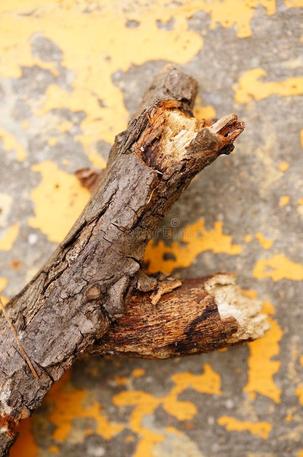 Tree stick royalty free stock images
