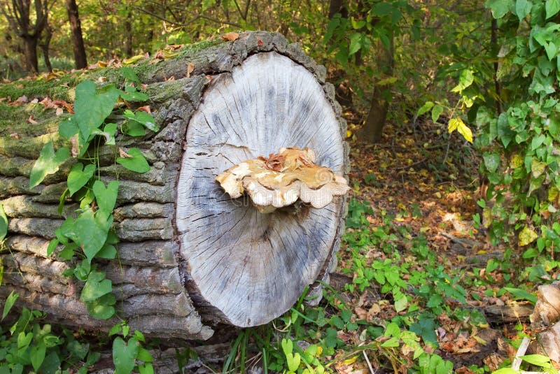 Tree stump