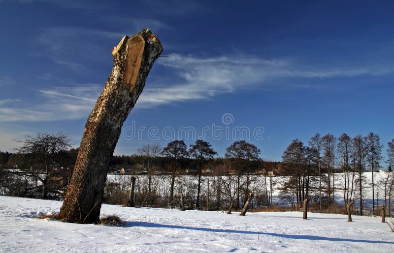 Tree stump