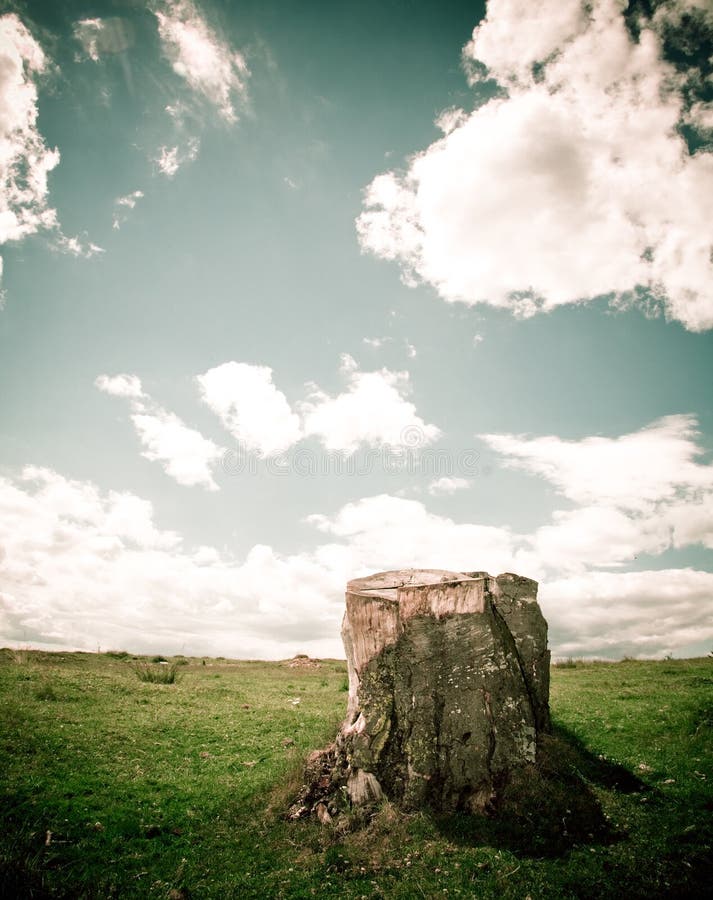 Tree stump. Of a cut tree; deforestation concept Tree stump. Of a cut tree; deforestation concept