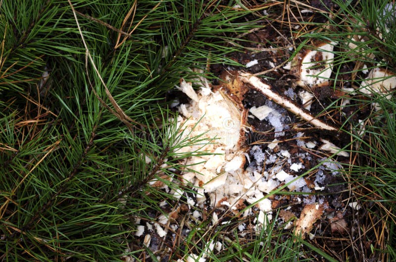 Tree Stump after Christmas Tree Had Been Cut Down Stock Image Image