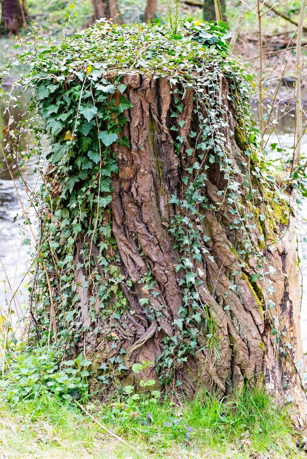 Tree Stump Covered with Ivy Stock Image Image of ornamental, fall