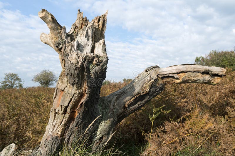 Ceppo di albero in un paesaggio di dune e dune nei paesi Bassi.