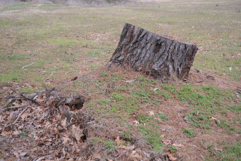 Tree Stump Removal Lumberjack Service