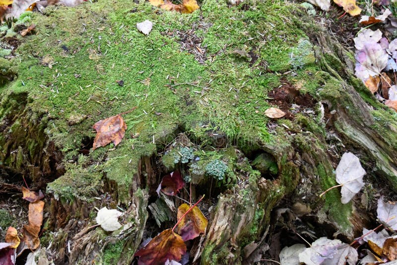Tree Stump with Moss Growing Stock Image Image of natural, green