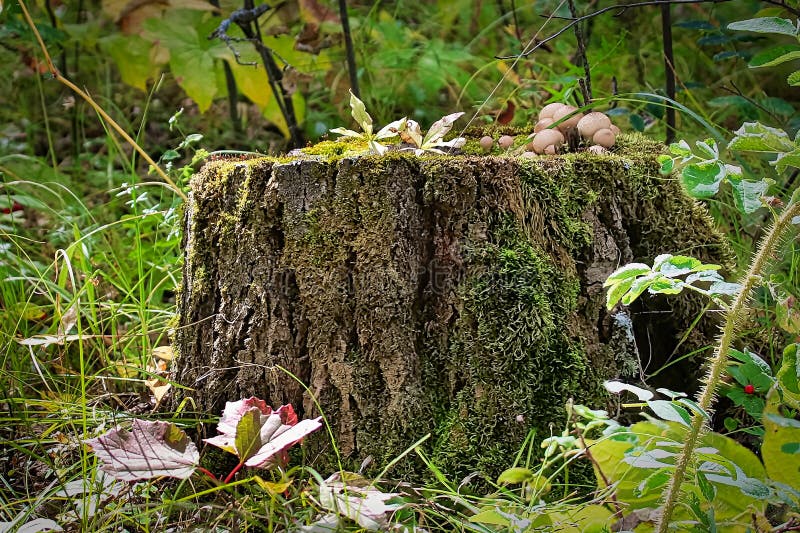 A tree stump with mushrooms and moss growing on it.