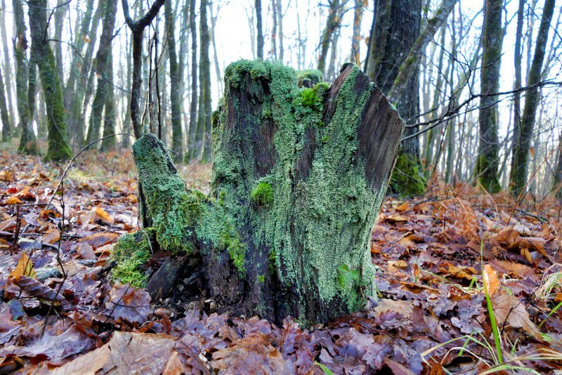 Tree stump in the woods stock photos