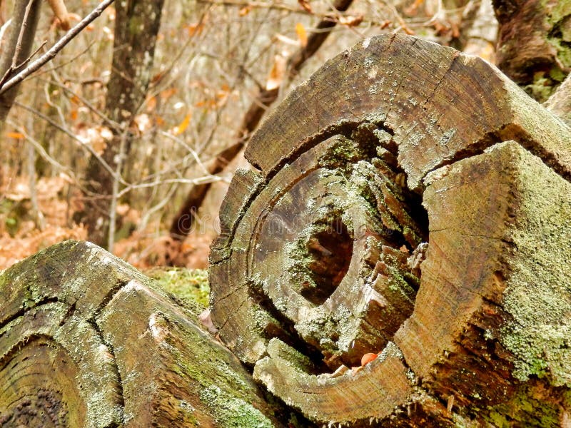 Tree stump in the woods stock photo