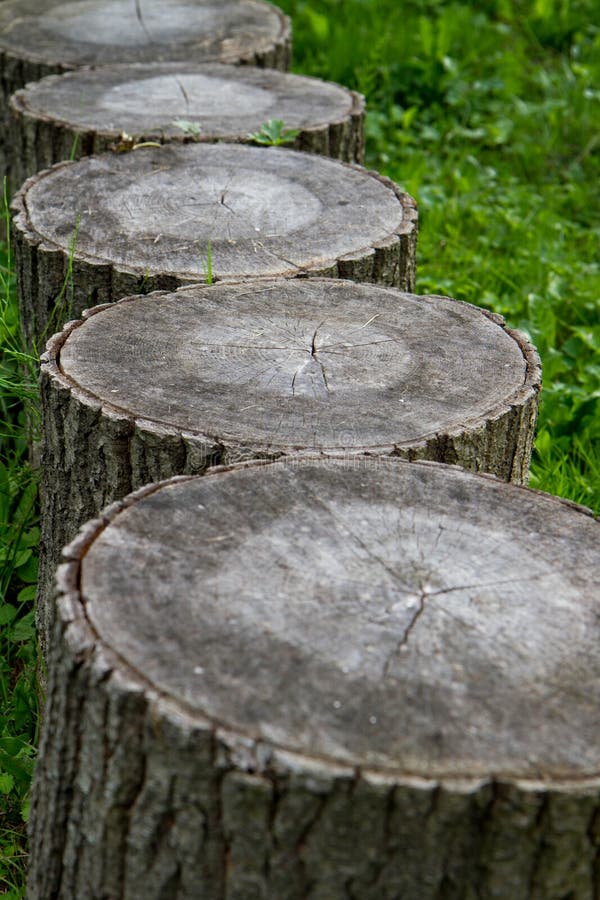 Tree stumps stock image. Image of inside, line, texture 229610023