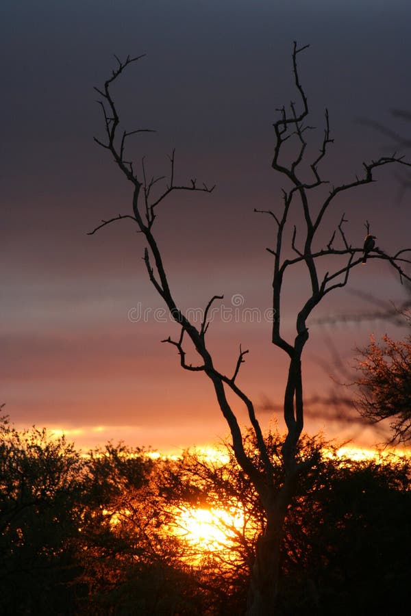 Tree at sunrise royalty free stock photos Tree at sunrise royalty free stock photos