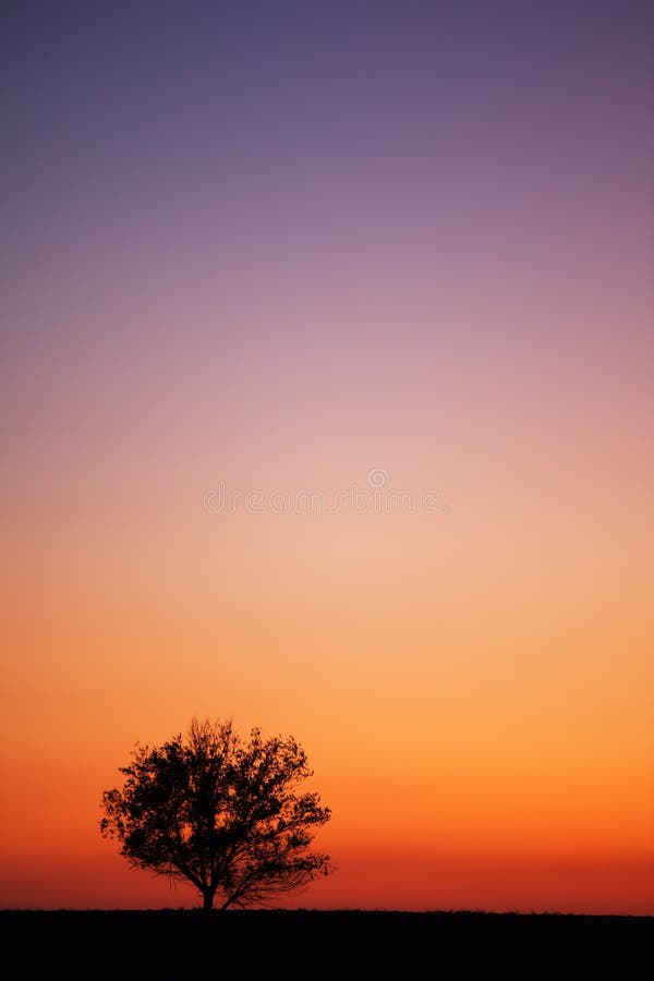 Tree and sunset