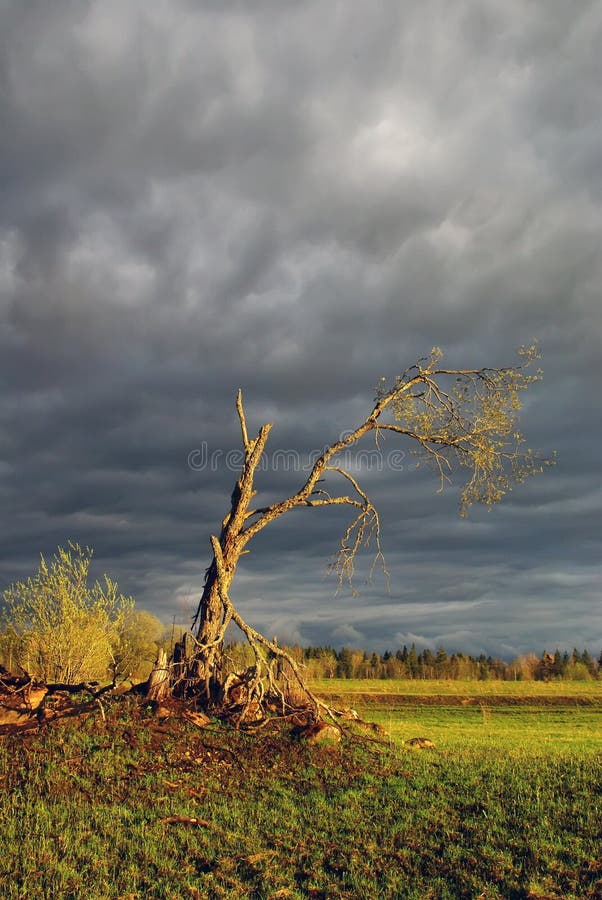 Tree at Sunset