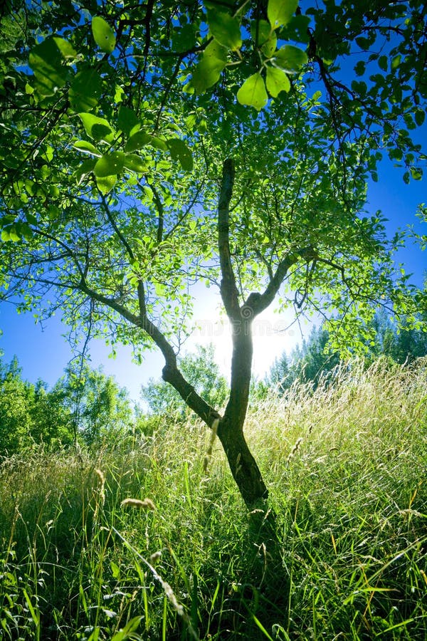 Tree at sunset