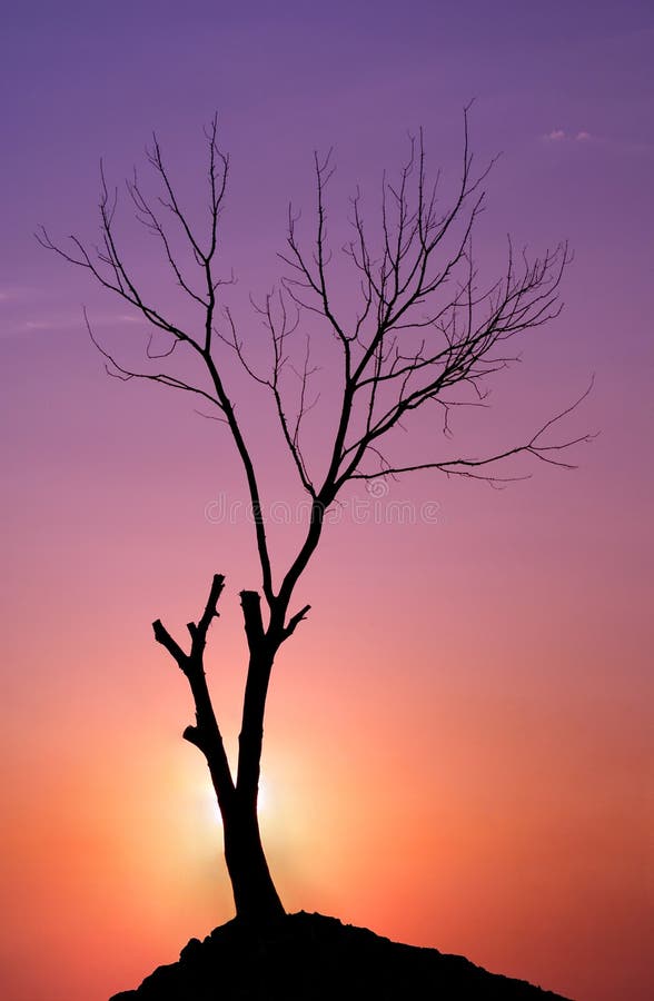 Tree on a sunset