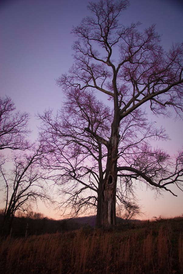 3,476 Oak Tree Purple Stock Photos Free & RoyaltyFree Stock Photos