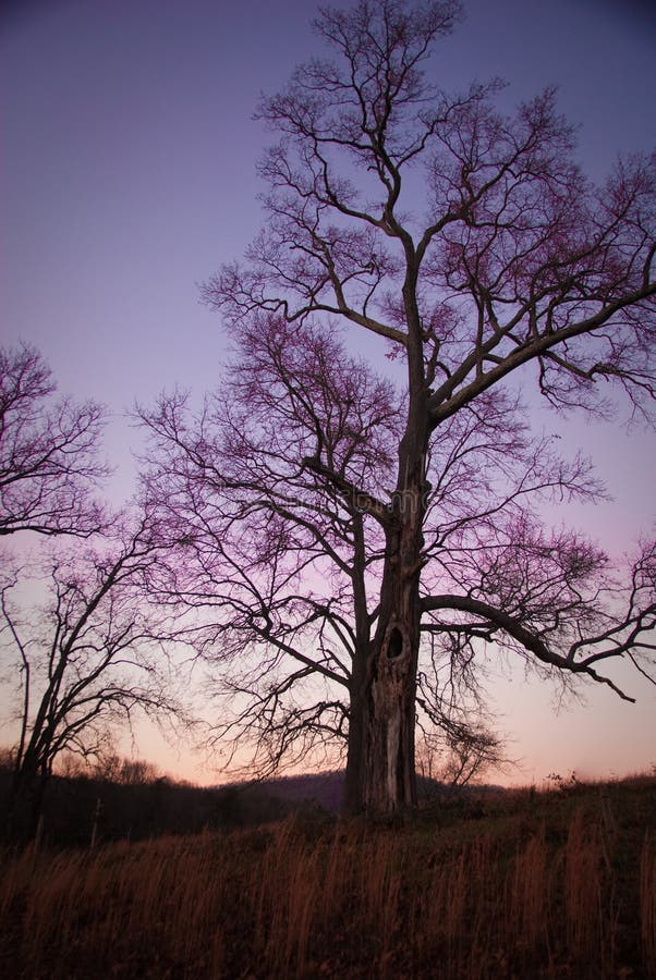 Tree at Sunset With Purple Sky