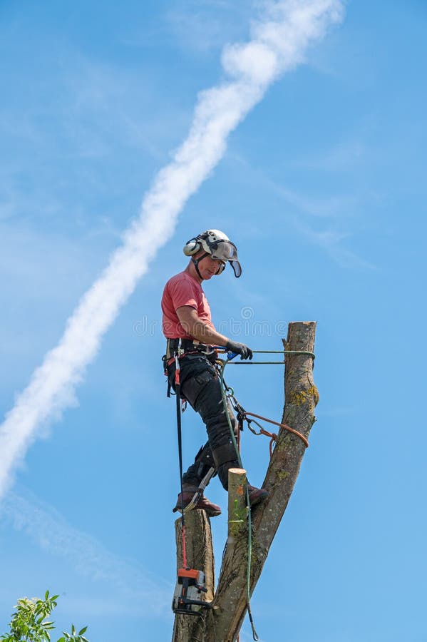 A Tree Surgeon or Arborist standing on top of a tall tree stump using his safety ropes. A Tree Surgeon or Arborist standing on top of a tall tree stump using his safety ropes