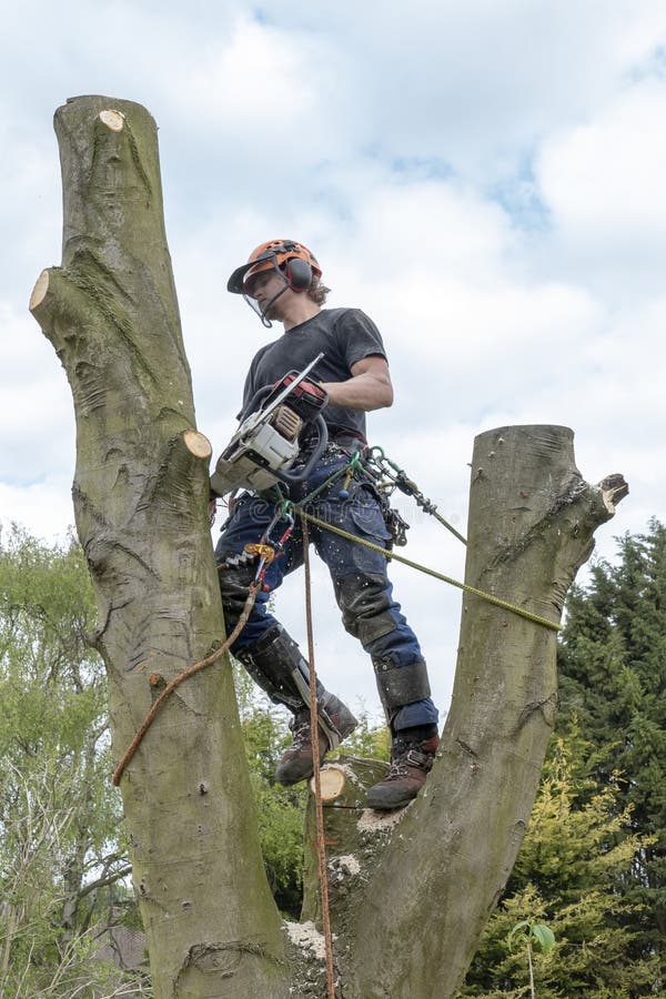 Arborist or Tree Surgeon checking a tree stem before cutting it